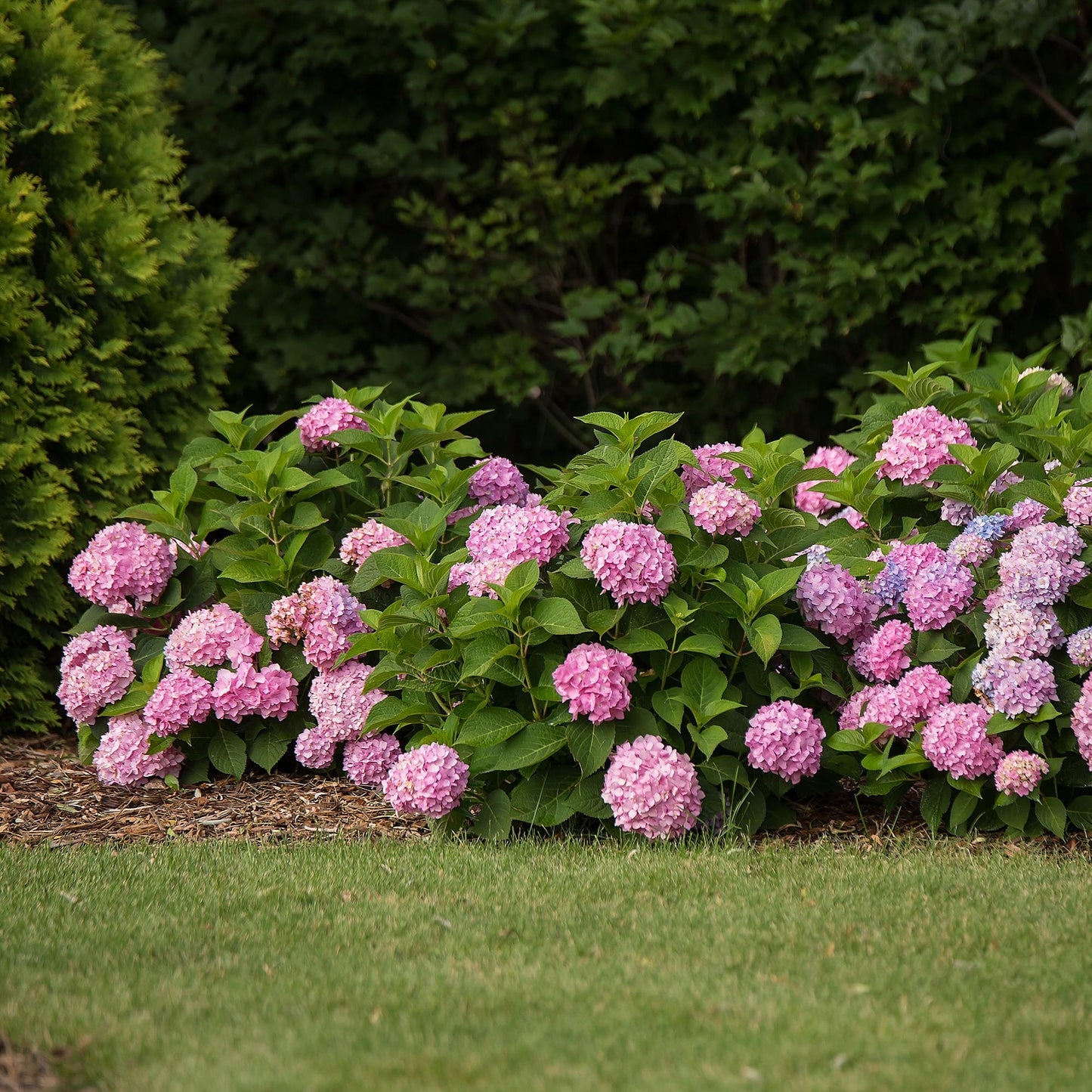 Hydrangea Endles Summer The Original Pink, hortensia rustique aux fleurs roses épanouies, formant une belle bordure dans un jardin verdoyant