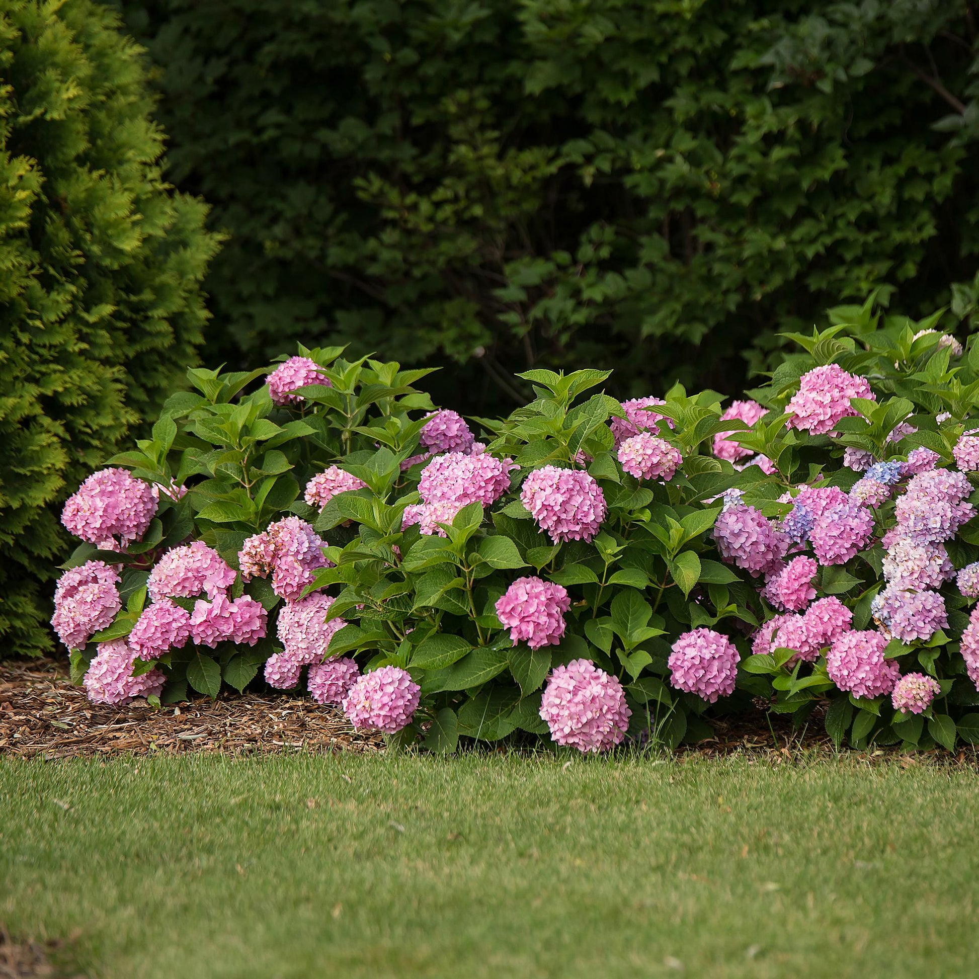 Hydrangea Endles Summer The Original Pink, hortensia rustique aux fleurs roses épanouies, formant une belle bordure dans un jardin verdoyant