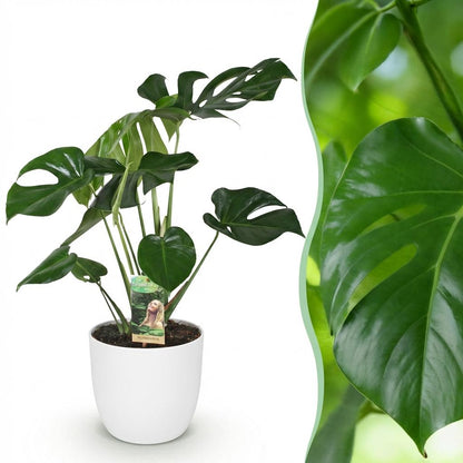 Plantes d'intérieur - Monstera Deliciosa - Plante à trous - Peu d'entretien - Vert - 1 Plante - avec Potter Blanc - Pot 21cm - Hauteur 70-80cm
