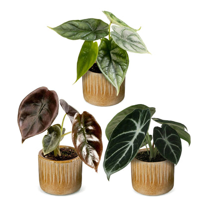 Trio de bébés Alocasia en pot de 6 cm, cache-pot miel