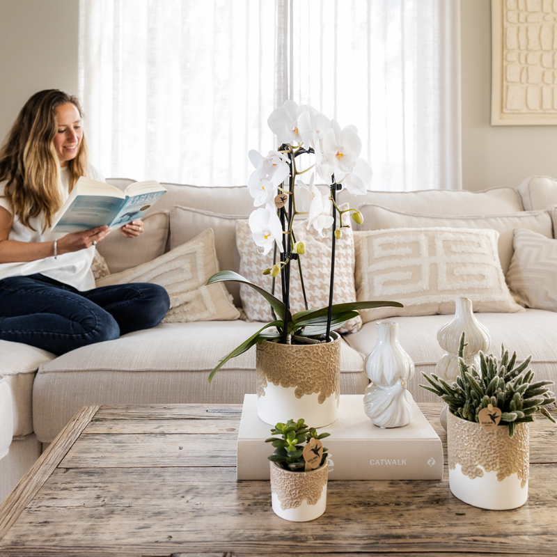 Orchidée Phalaenopsis blanche en pot