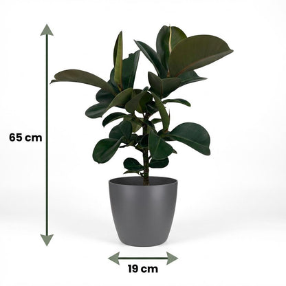 Plante d'intérieur - Plante caoutchouc - Ficus Elastica Cloe - Vert - Peu d'entretien - 1 Plante - avec Potter Gris - Pot 19cm - Hauteur 65cm