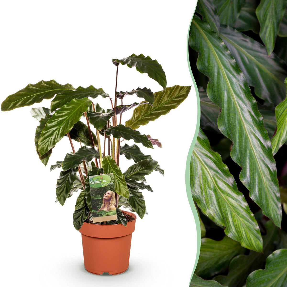 Calathea Rufibarba - Pot de 17cm - Hauteur 55-60cm - Sans cache-pot - 1 plante