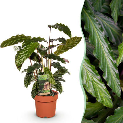 Calathea Rufibarba - Pot de 17cm - Hauteur 55-60cm - Sans cache-pot - 1 plante