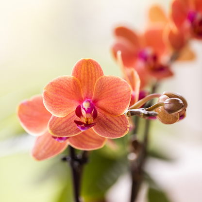 Orchidée Phalaenopsis orange en pot