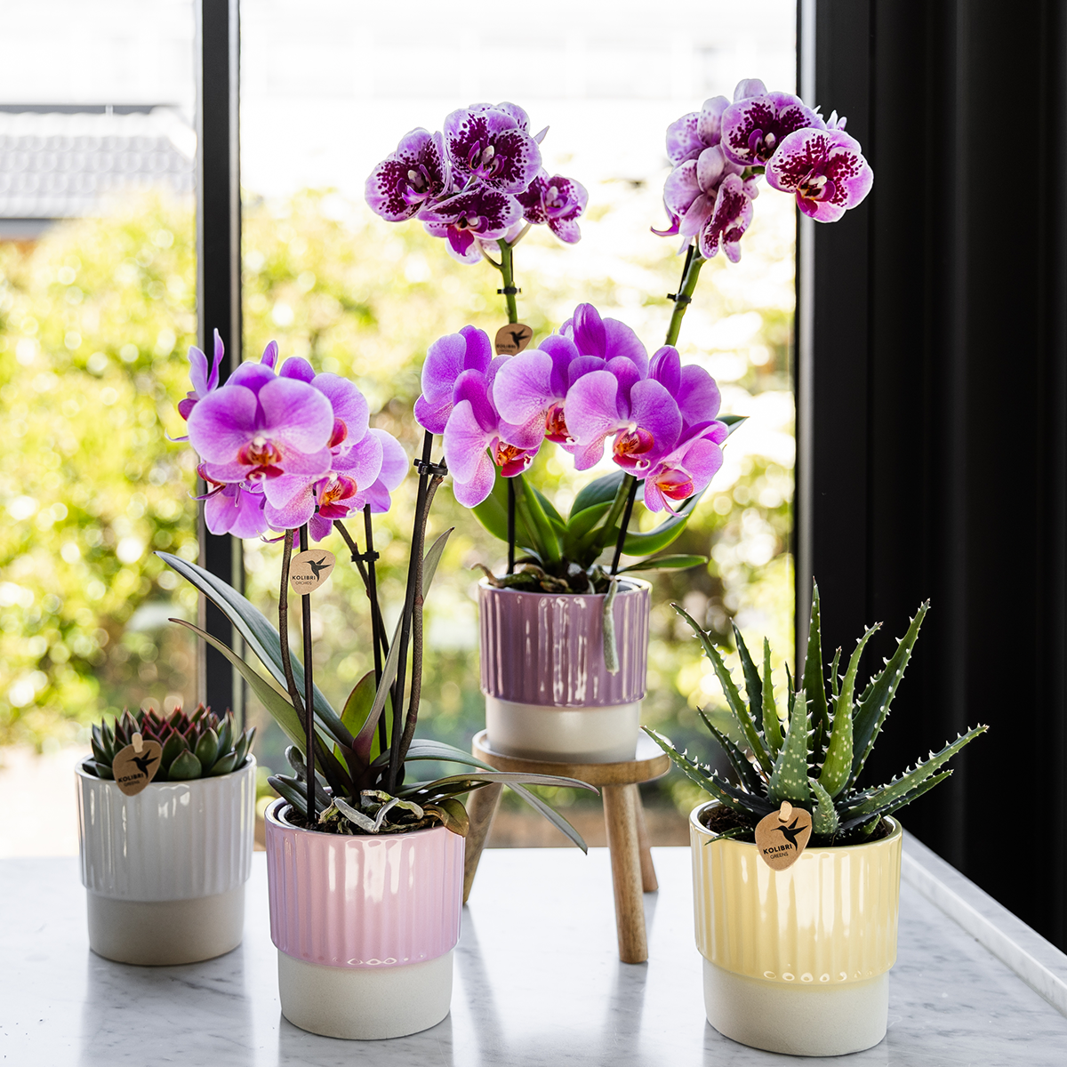 Orchidée Phalaenopsis violet-rose en pot