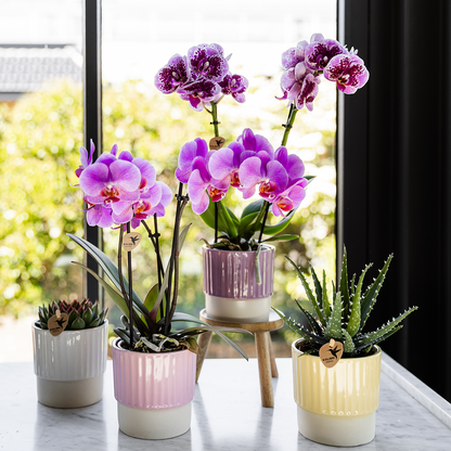 Orchidée Phalaenopsis violet-rose en pot