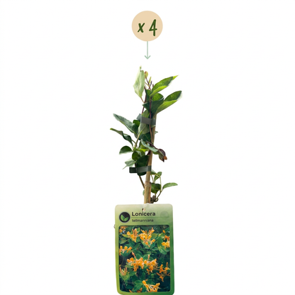 Chèvrefeuille de Tellmann (Lonicera x tellmanniana) - grimpante fleurie