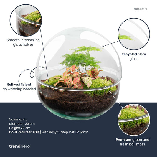 Glass sphere terrarium kit, Ø 20 cm, with Fittonia and Asparagus, with or without tools