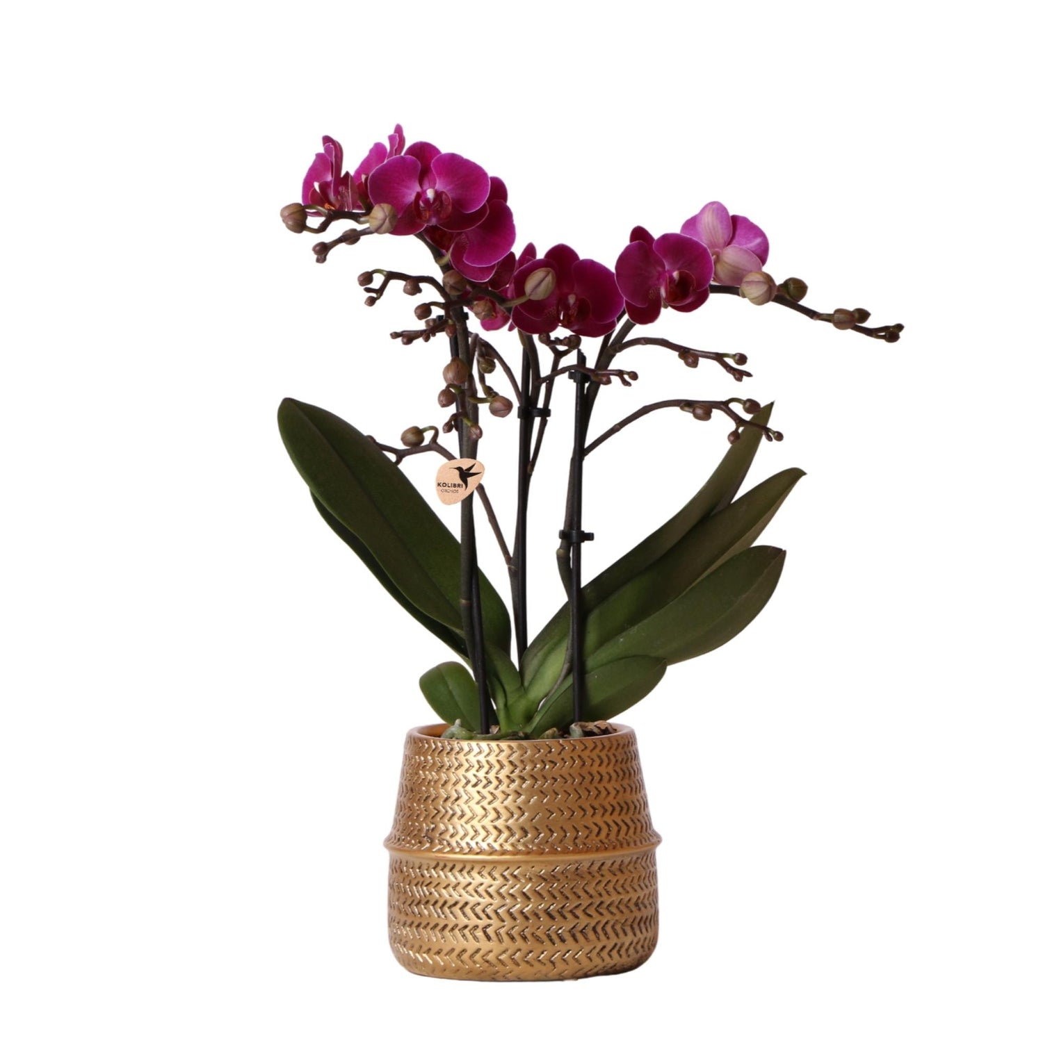 Orchidée Phalaenopsis violette avec cache-pot Rainuré