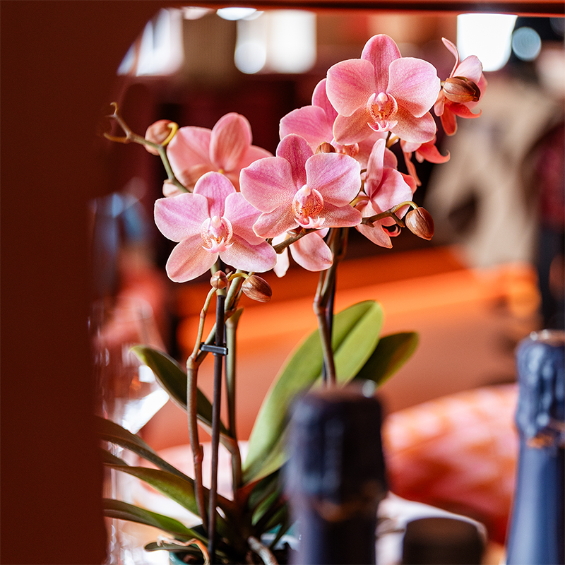 Orchidée Phalaenopsis en pot