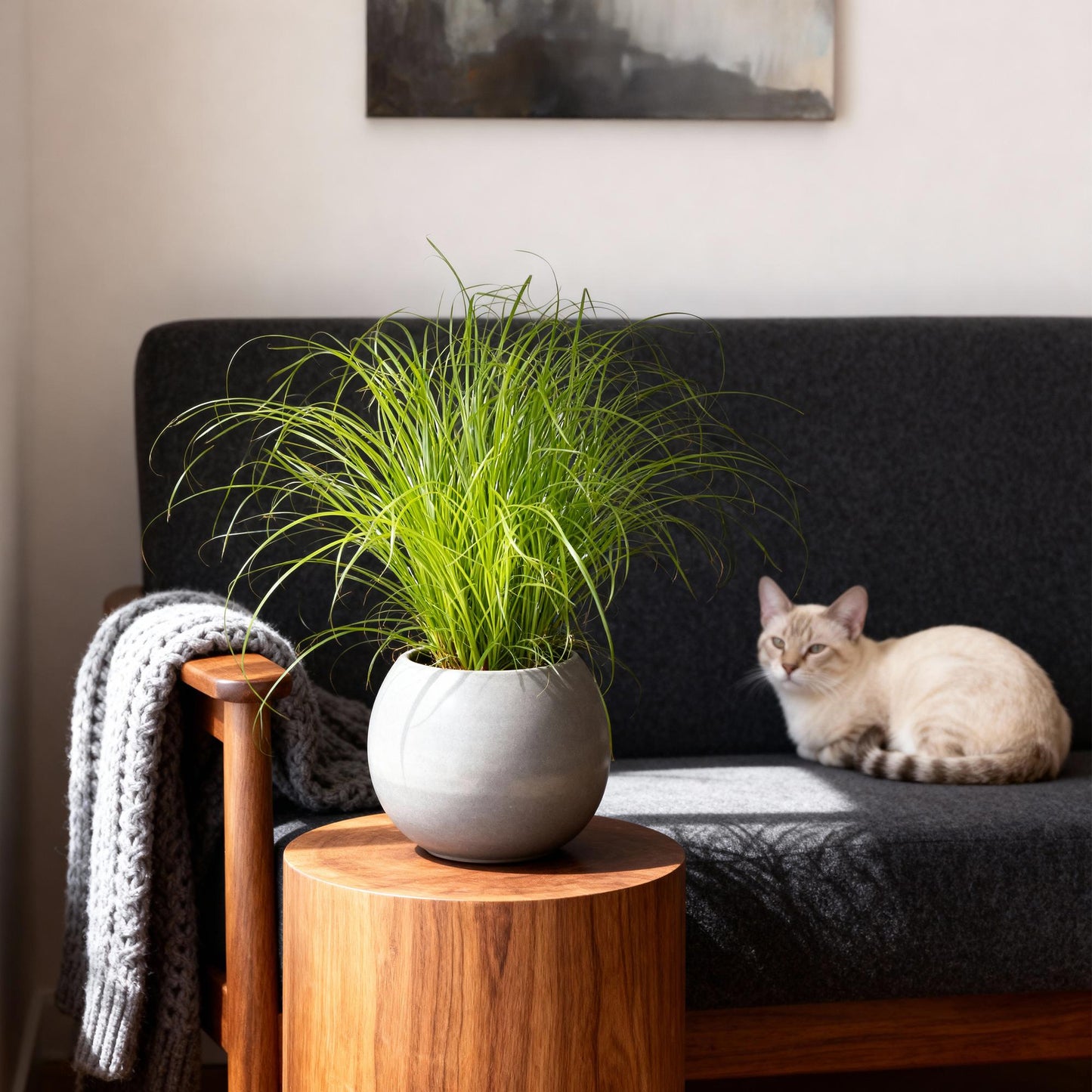 Une cyperus alternifolius zumula, herbe à chat verte, dans un pot sphérique gris, posée sur une table en bois clair près d'un canapé sombre
