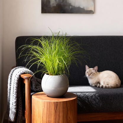Une cyperus alternifolius zumula, herbe à chat verte, dans un pot sphérique gris, posée sur une table en bois clair près d'un canapé sombre