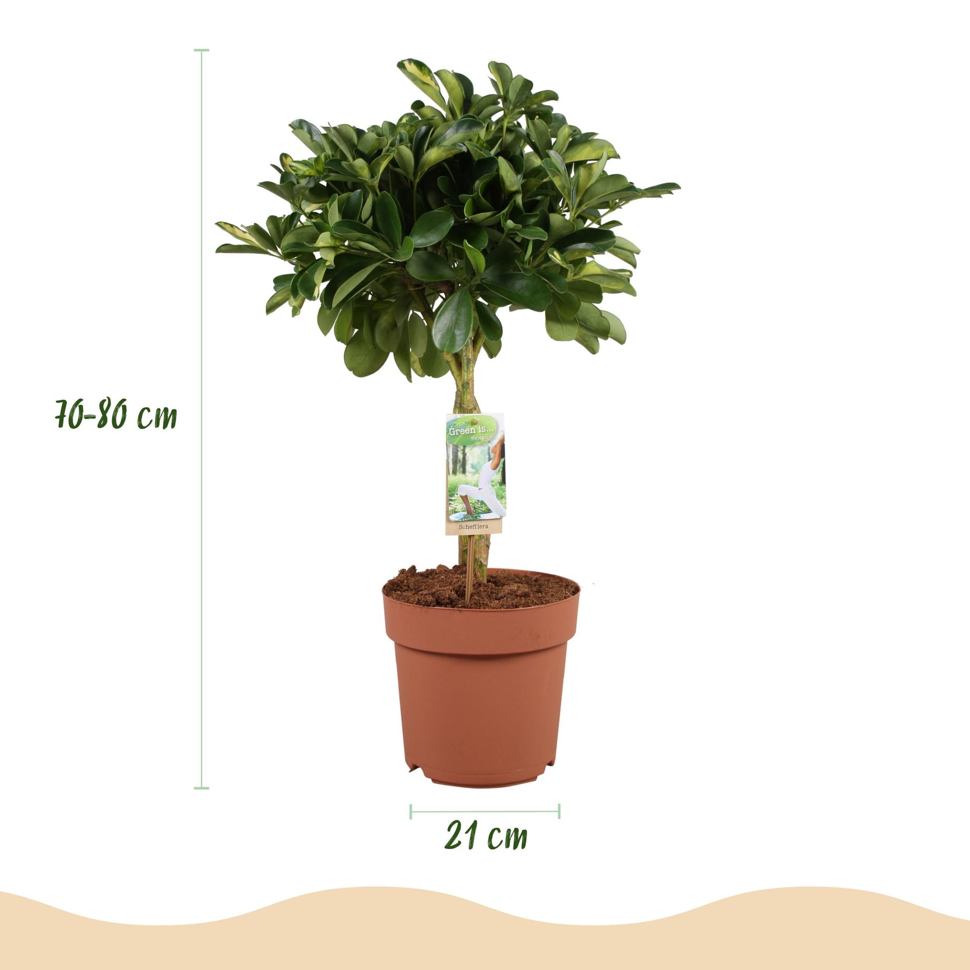 Plantes d'intérieur - Schefflera Gold Capelle - Arbre à doigts - Peu d'entretien - Vert - or - 1 Plante - avec Potter Blanc - Pot 21cm - Hauteur 70-81cm