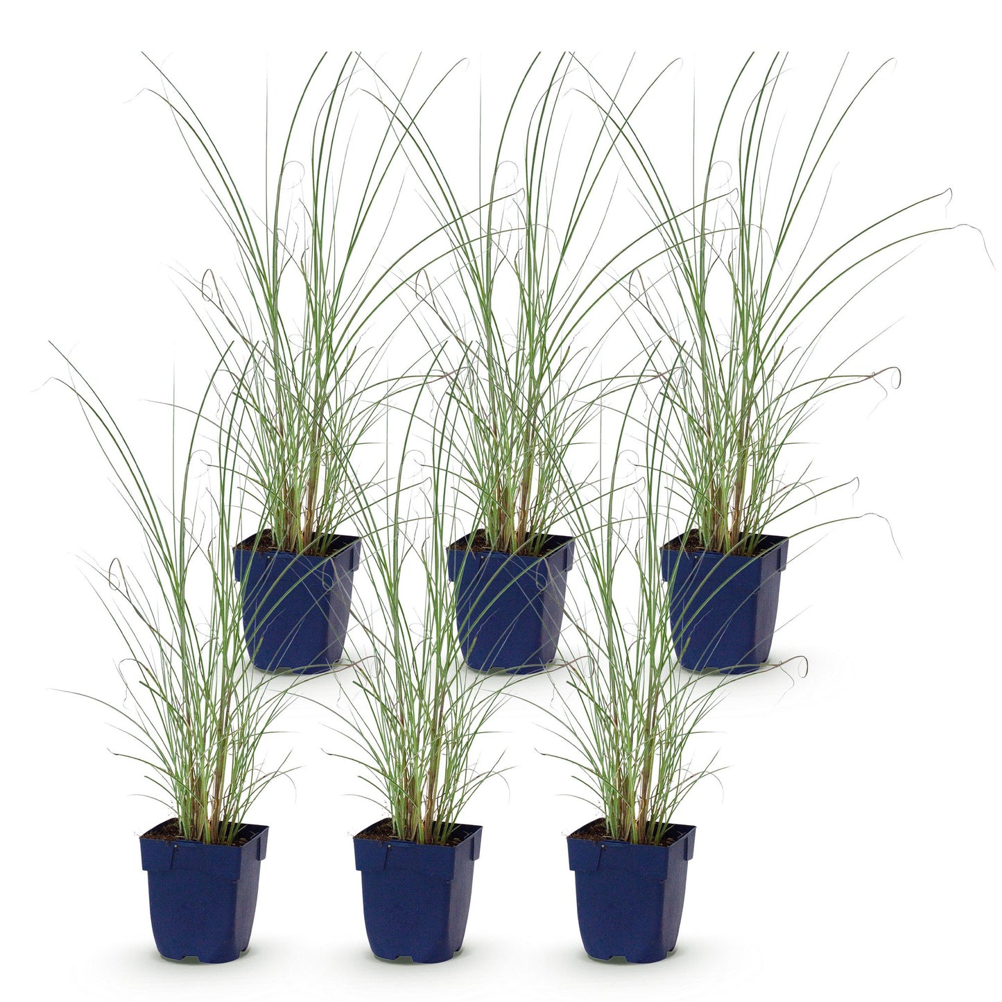 Miscanthus sin. Morning Light, lot de 6 jeunes plants en pot bleu sur fond blanc, prêts à être plantés pour créer une haie.