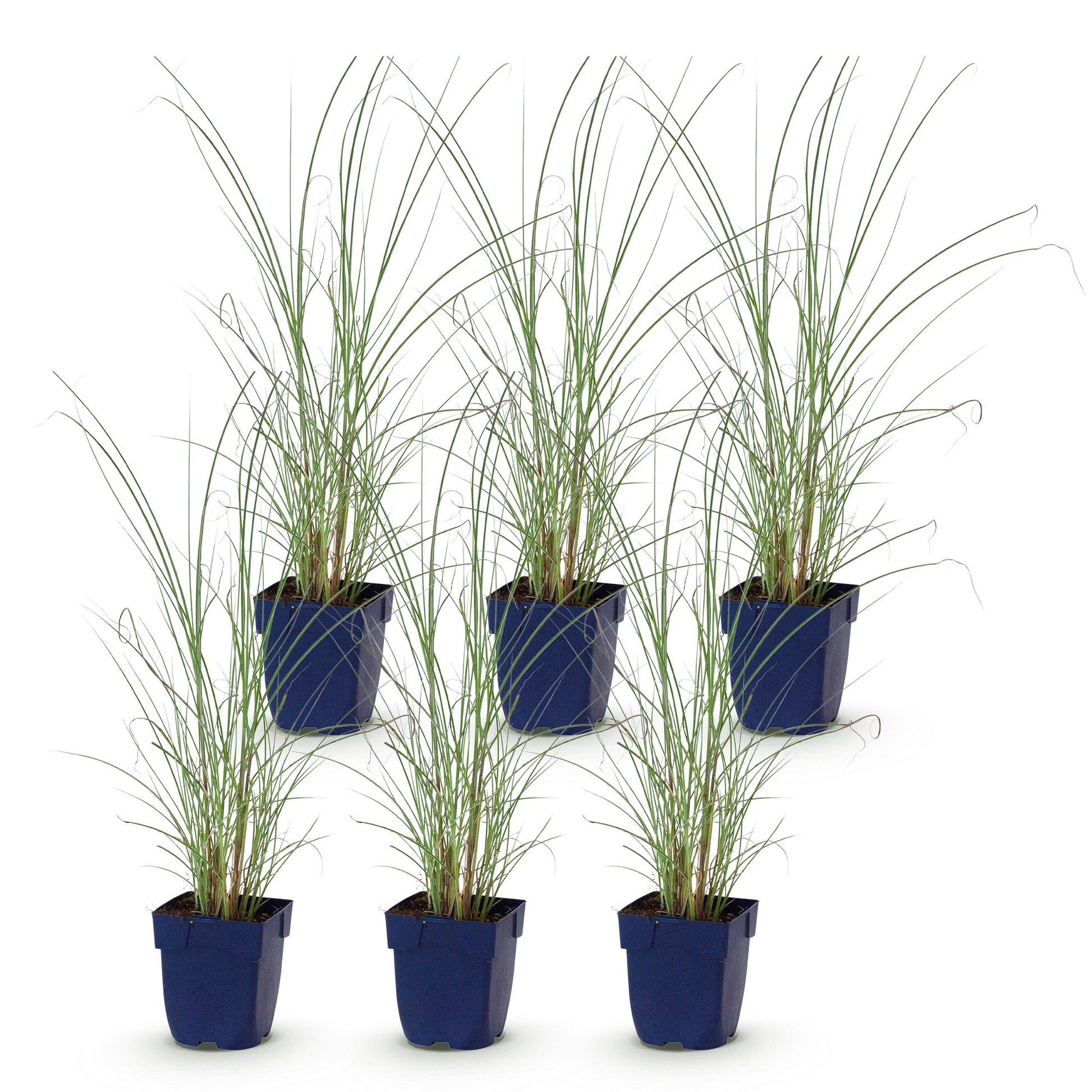 Miscanthus sin. Morning Light, lot de 6 jeunes plants en pot bleu sur fond blanc, prêts à être plantés pour créer une haie.