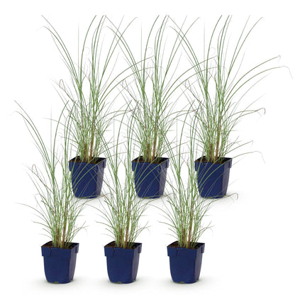 Miscanthus sin. Morning Light, lot de 6 jeunes plants en pot bleu sur fond blanc, prêts à être plantés pour créer une haie.