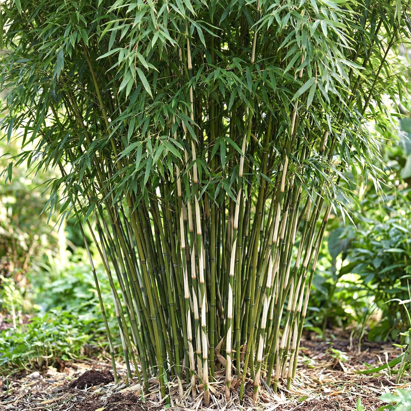 Bambou Fargesia Pingwu (Fargesia), brise-vue non traçant, Pot 14 cm, Hauteur 35 cm