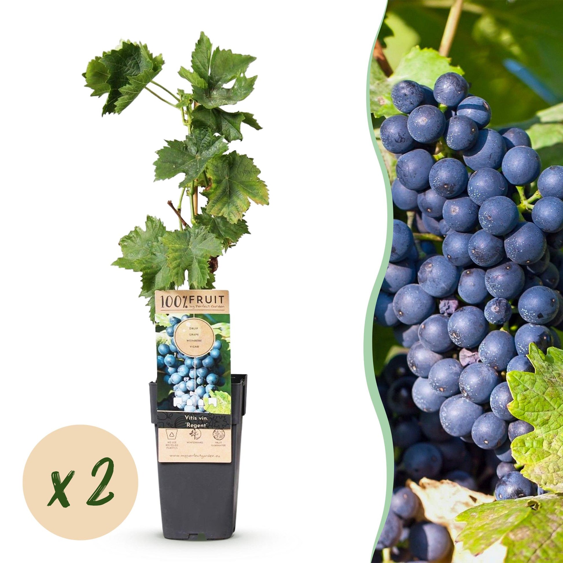 Vitis vinifera Regent : Lot de 2 plants de raisin bleu, greffés en pot de 15cm (hauteur 50cm), avec grappe de fruits mûrs.