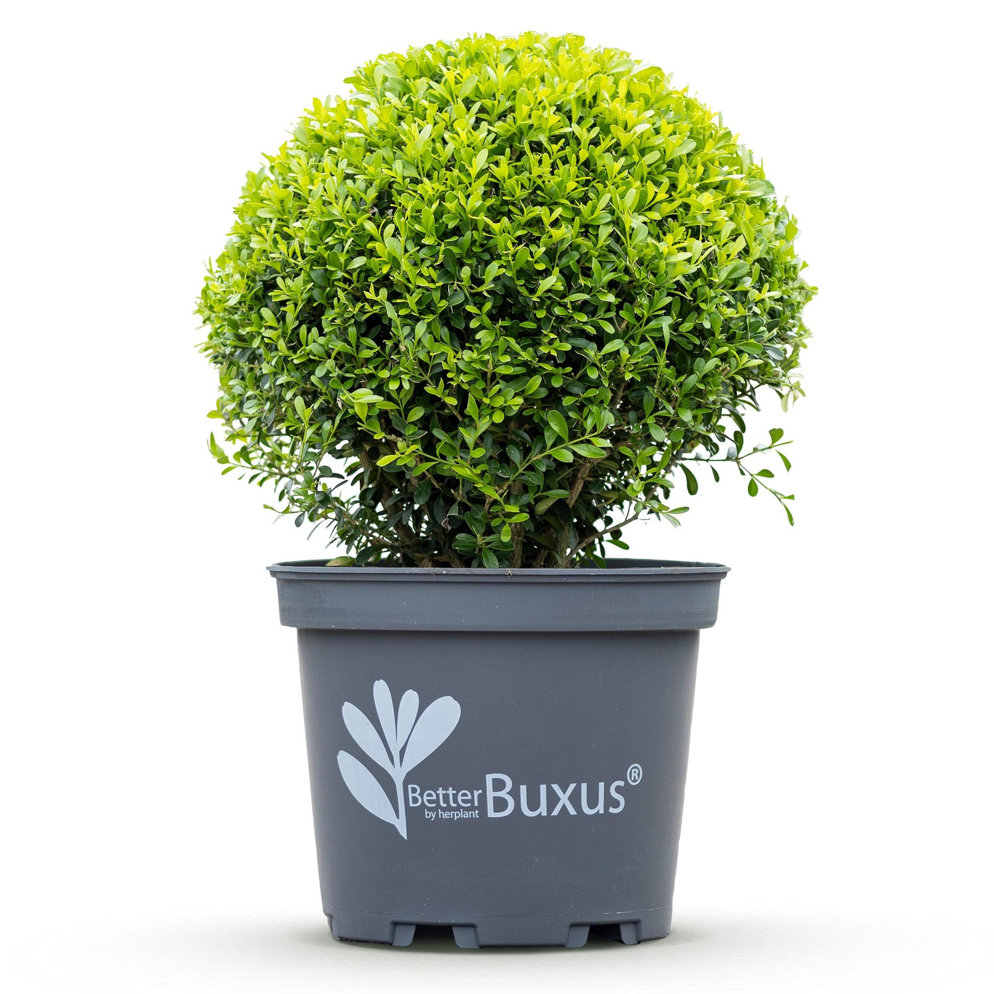BetterBuxus Skylight en boule dans son pot de 26 cm, sur fond blanc uni, prête à être plantée pour une haie ou un massif.