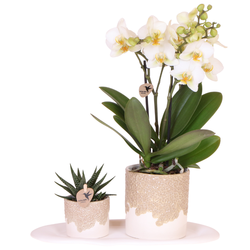 Orchidée Phalaenopsis 'Lausanne' blanche (Phalaenopsis) - Coffret cadeau avec plante verte et cache-pots - Pot 9 cm