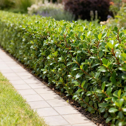 Ilex crenata Caroline Upright : haie d'arbustes taillée avec un feuillage vert dense et persistant le long d'une allée de jardin.