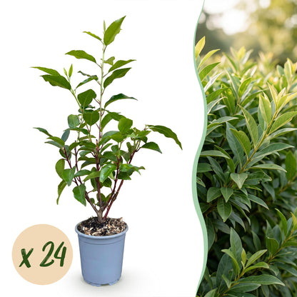 Prunus lusitanica Angustifolia : jeune laurier portugais en pot avec bulle 'x 24', et à droite, une haie dense de lauriers adultes.