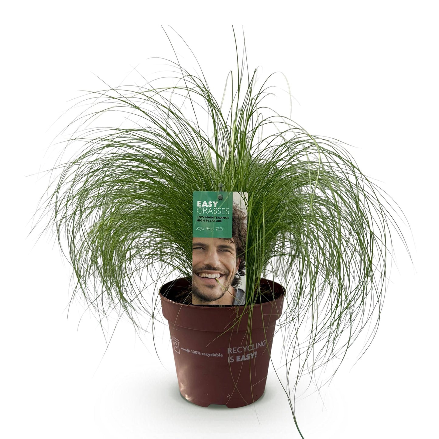 Stipa tenuifolia Pony Tails, graminée ornementale sur fond blanc. La plante est dans un pot marron avec une étiquette Easy Grasses et un hom