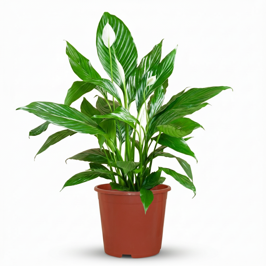 spatiphyllum en pot de 19cm sur fond blanc