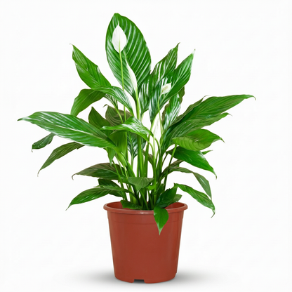 spatiphyllum en pot de 19cm sur fond blanc