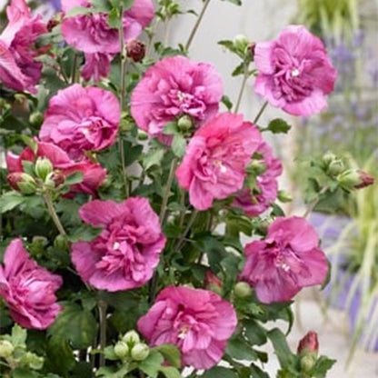Hibiscus syriacus Magenta Chiffon®, gros plan sur ses somptueuses fleurs doubles et frangées d'un rose magenta profond.