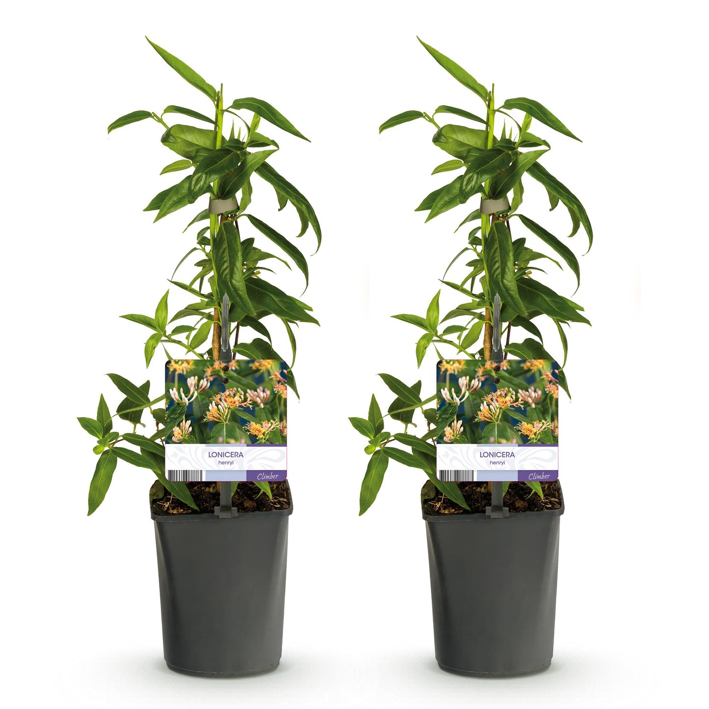 Chèvrefeuille Lonicera henryi, deux jeunes plants en pot avec leurs étiquettes, alignés sur fond blanc. Chaque plante a un feuillage vert éc