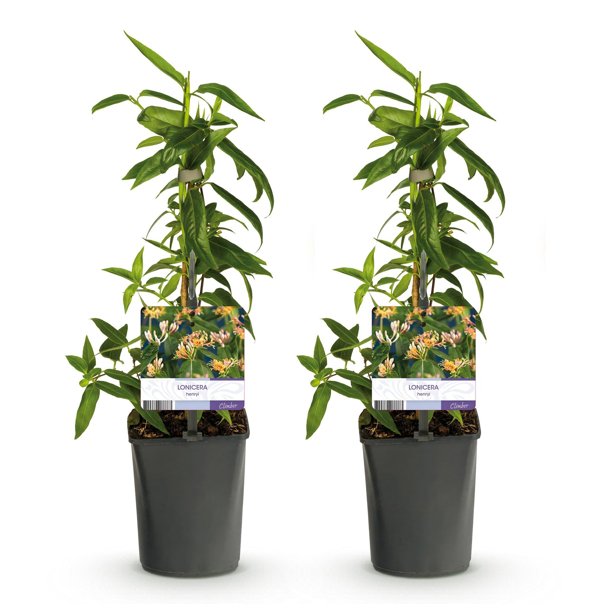 Chèvrefeuille Lonicera henryi, deux jeunes plants en pot avec leurs étiquettes, alignés sur fond blanc. Chaque plante a un feuillage vert éc