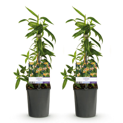 Chèvrefeuille Lonicera henryi, deux jeunes plants en pot avec leurs étiquettes, alignés sur fond blanc. Chaque plante a un feuillage vert éc