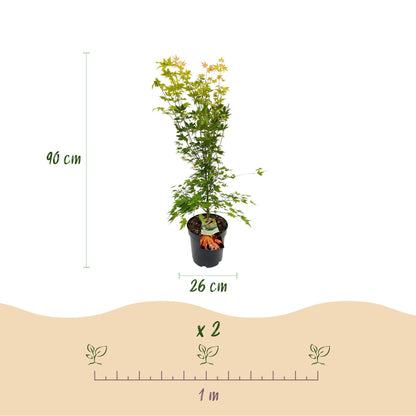 Acer palmatum Orange Dream. Schéma indiquant la hauteur de l'érable (90 cm), le diamètre du pot (26 cm) et l'espacement de plantation de 1 m