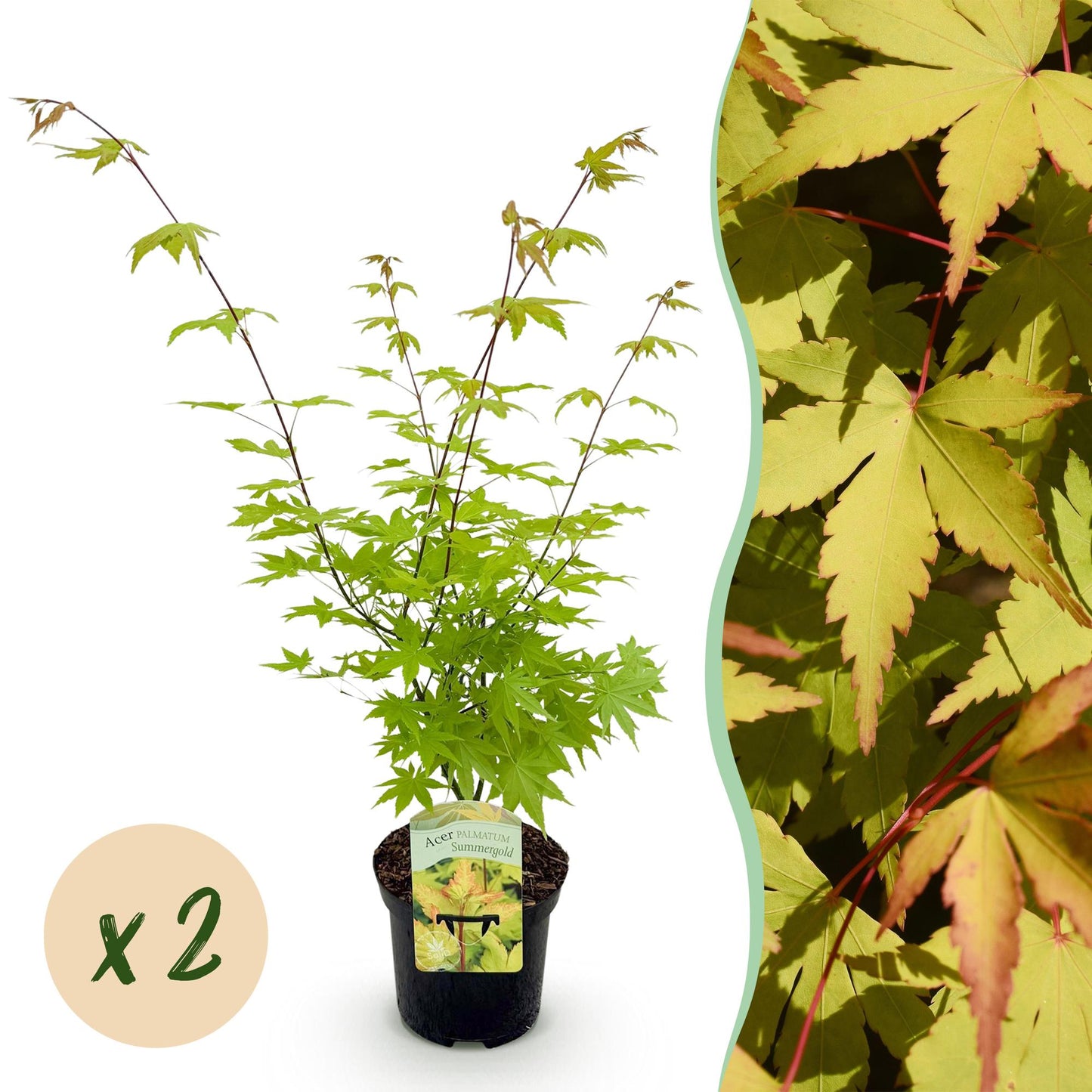 Acer palmatum Summergold jaune en pot sur fond blanc avec une bulle "x2" et un gros plan du feuillage jaune orangé.