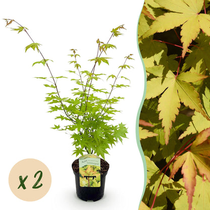 Acer palmatum Summergold jaune en pot sur fond blanc avec une bulle "x2" et un gros plan du feuillage jaune orangé.