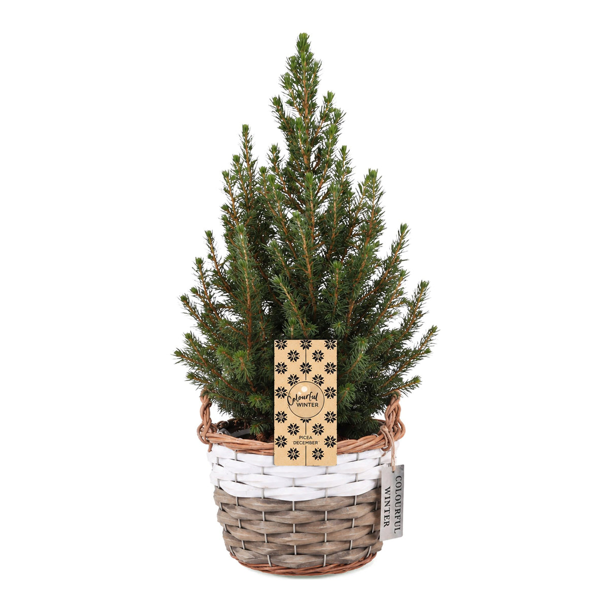 Épicéa de l'Alberta 'Conica' 1 sapin en pot de 17 cm, panier
