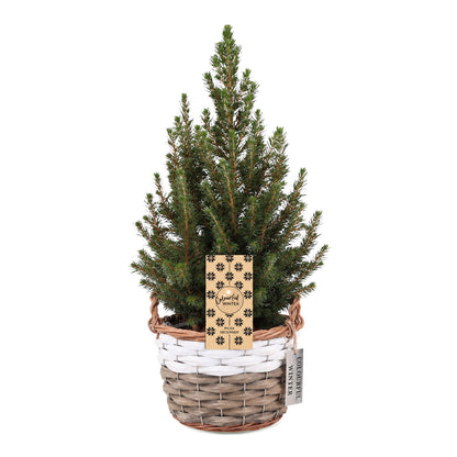 Épicéa de l'Alberta 'Conica' 1 sapin en pot de 17 cm, panier