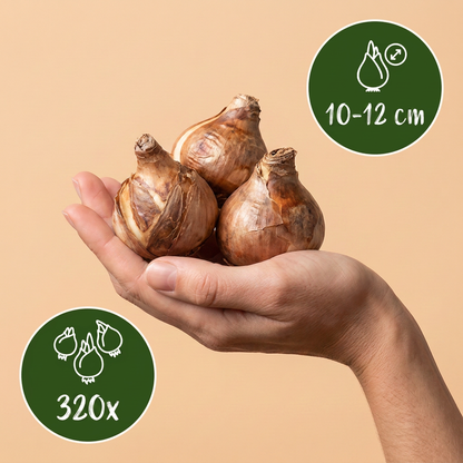 Bulbes de Narcisse en melange tenus dans une main, calibre 10/12, lot de 320 bulbes
