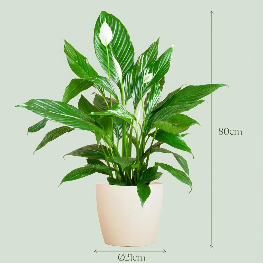 Spathiphyllum avec Potter blanc - 80cm - Ø21