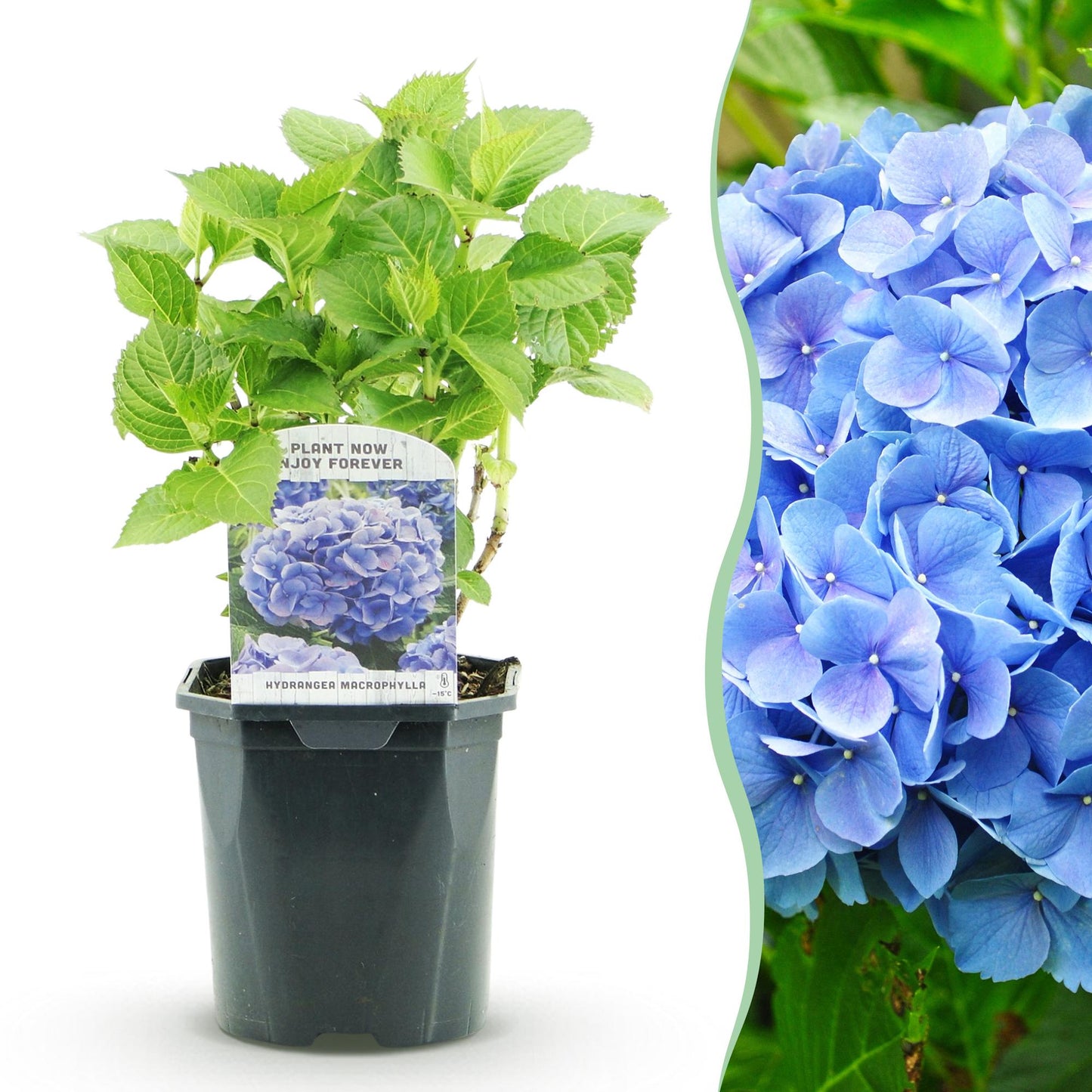 Hortensia 'Hydrangea macrophylla Blue', plant en pot avec une étiquette, juxtaposé à un gros plan de ses fleurs bleues épanouies.
