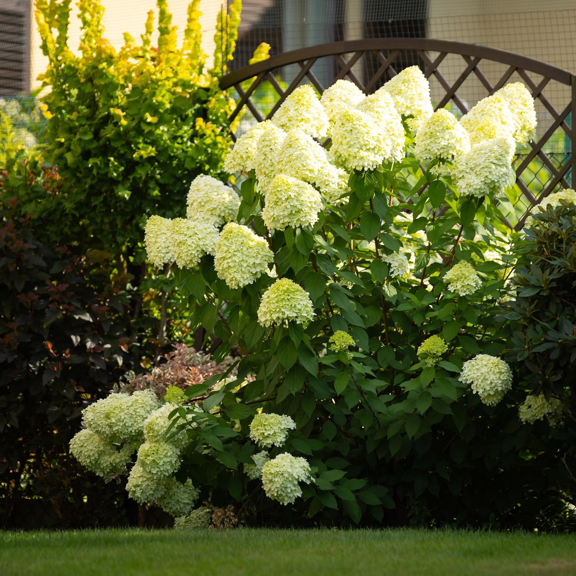 Hydrangea paniculata Limelight : Hortensia en panicule vert lime, épanoui dans un jardin, avec une clôture et d'autres arbustes en arrière-p