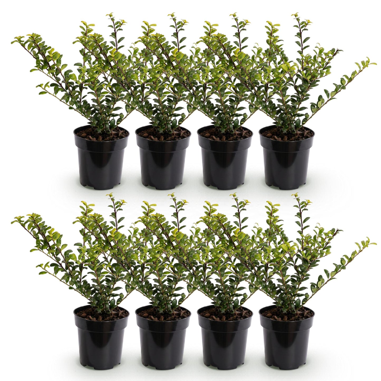 Ilex crenata Golden Gem : Huit plants de houx japonais en pot, alignés sur un fond blanc, formant un lot idéal pour une haie.