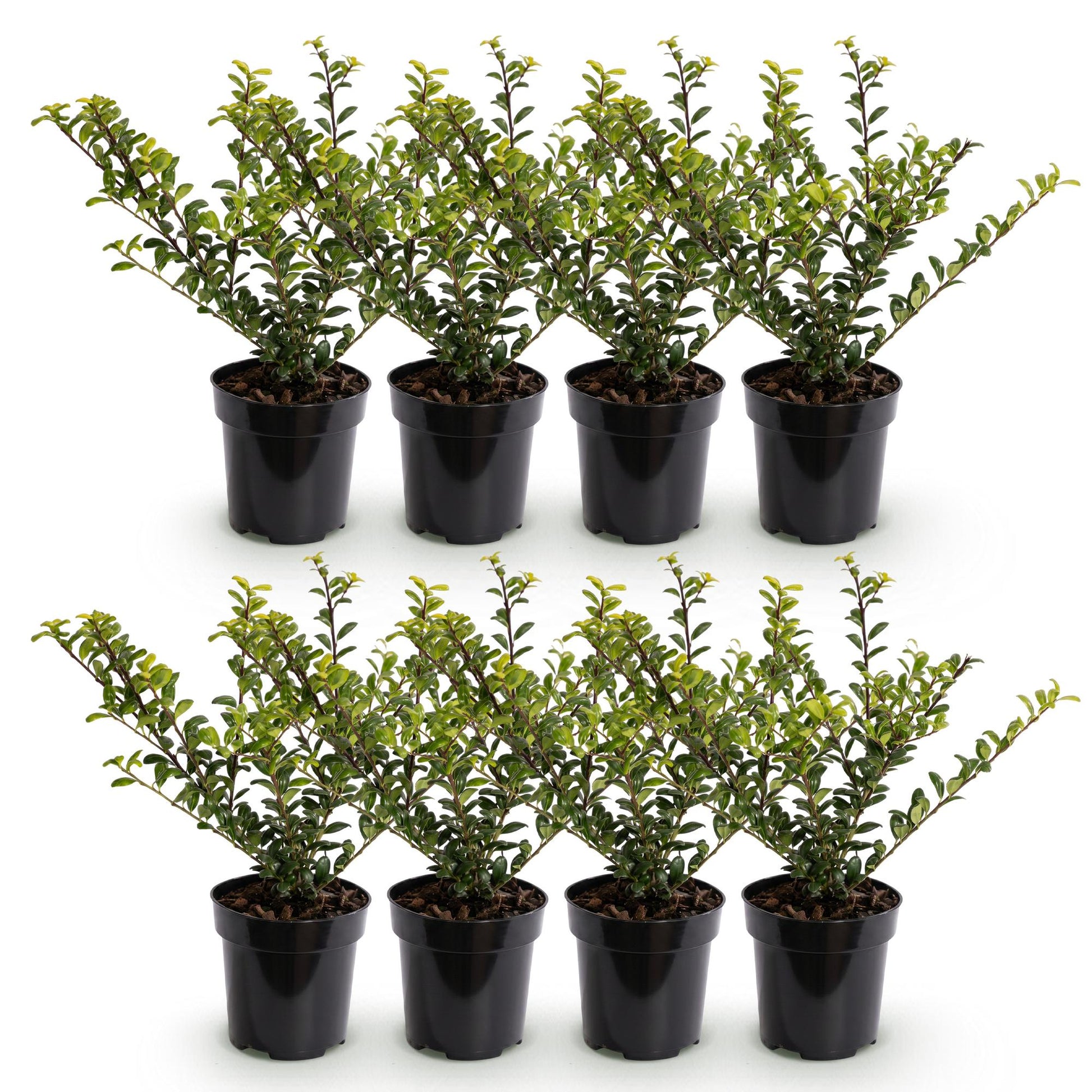 Ilex crenata Golden Gem : Huit plants de houx japonais en pot, alignés sur un fond blanc, formant un lot idéal pour une haie.