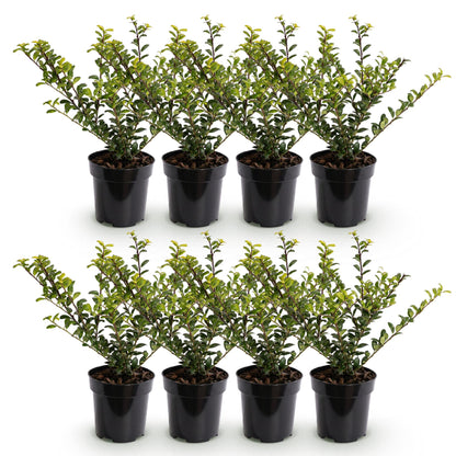 Ilex crenata Golden Gem : Huit plants de houx japonais en pot, alignés sur un fond blanc, formant un lot idéal pour une haie.