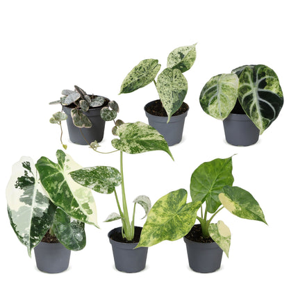 Bébés plantes panachées en pot de 6 cm, 6 plantes, sans cache-pot