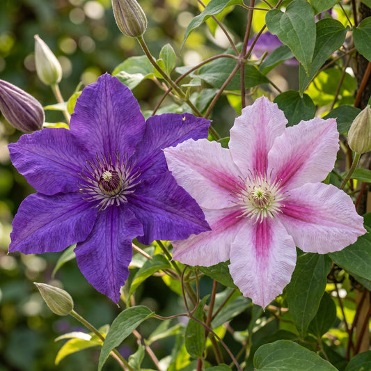 Clématite Duo Violet & Rose (Clematis) - grimpantes à grandes fleurs