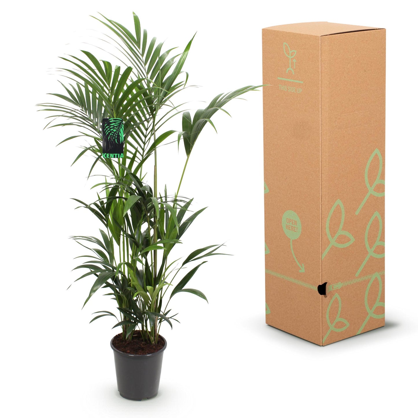 Plante d'intérieur - Howea Forsteriana - Palmier Kentia - Peu d'entretien - Vert - 1 plante - Pot 27cm - Hauteur 160-170cm