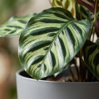 Plante d'intérieur - Plante Paon - Calathea Makoyana - Vert - Entretien facile - 1 Plante - avec Potter Gris - Pot 19cm - Hauteur 70cm
